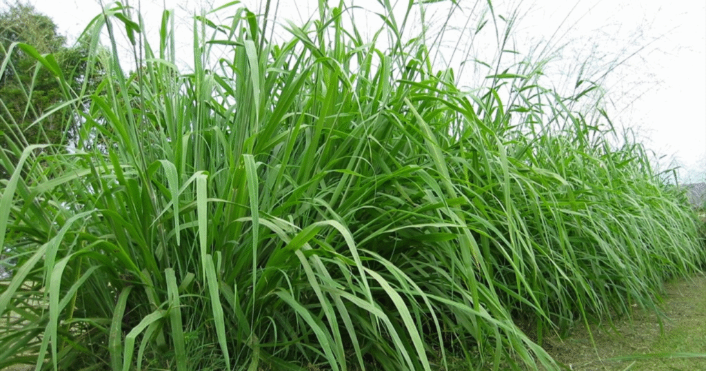 Ganadería, mijo, nutrición