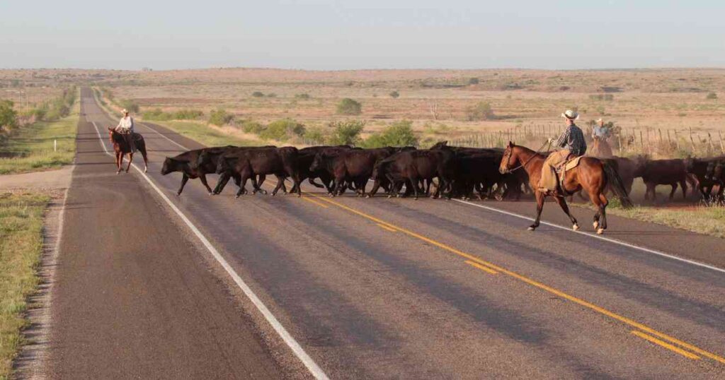 6666 Ranch, campos, grandes, mundo, Ganadería, estados unidos, texas