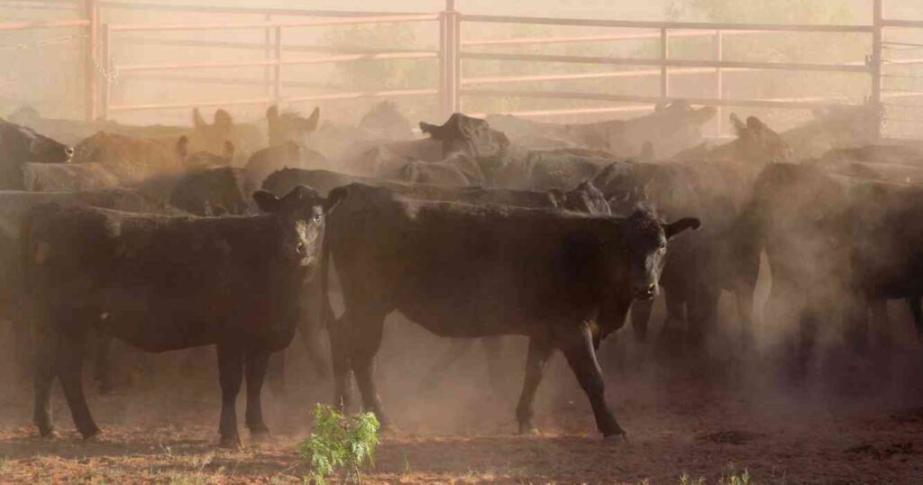 6666 Ranch, campos, grandes, mundo, Ganadería, estados unidos, texas