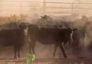 6666 Ranch, campos, grandes, mundo, Ganadería, estados unidos, texas