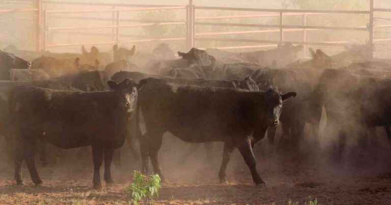 6666 Ranch, campos, grandes, mundo, Ganadería, estados unidos, texas