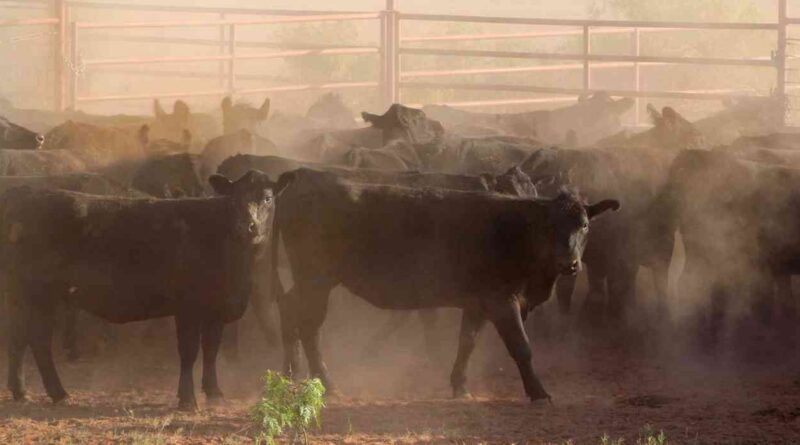 6666 Ranch, campos, grandes, mundo, Ganadería, estados unidos, texas