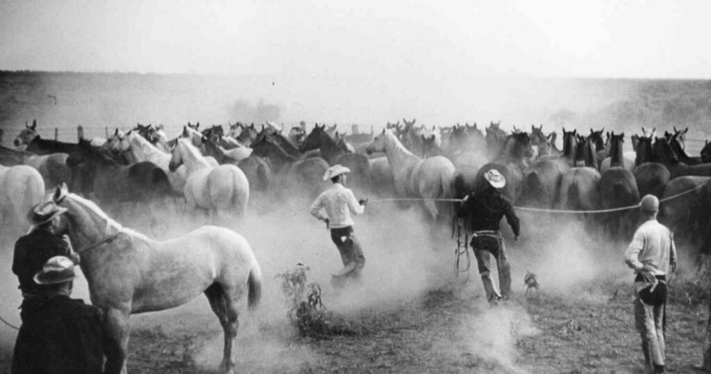 6666 Ranch, campos, grandes, mundo, Ganadería, estados unidos, texas
