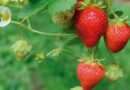 Frutilla