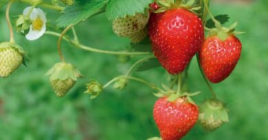 Frutilla