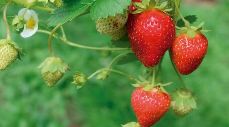Frutilla