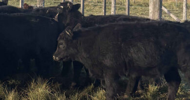 Ganadería, brucelosis bovina, nutrición animal