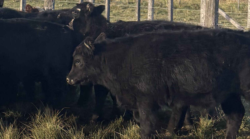Ganadería, brucelosis bovina, nutrición animal