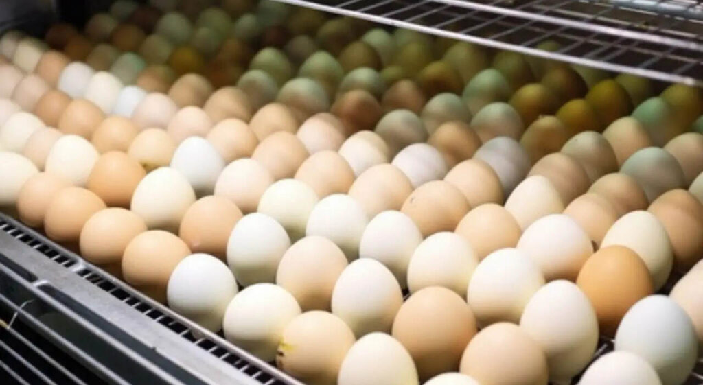 incubación avícola