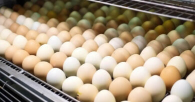 incubación avícola