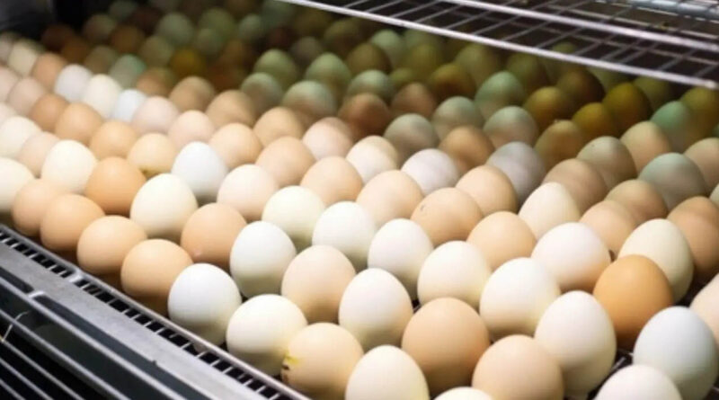 incubación avícola