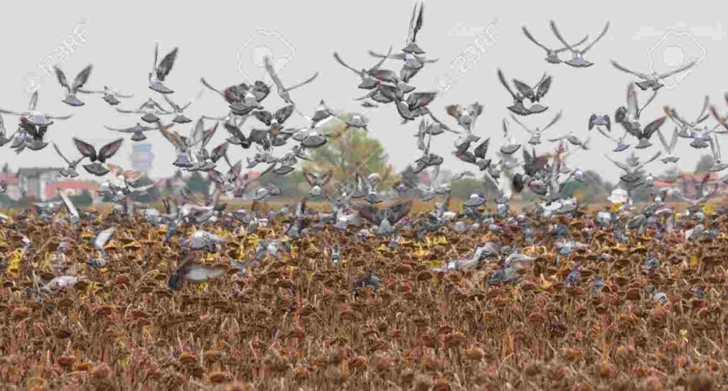 Palomas, Girasol, Chaco