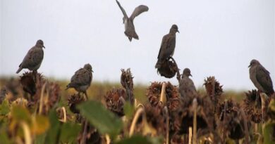 Palomas, Girasol, Chaco