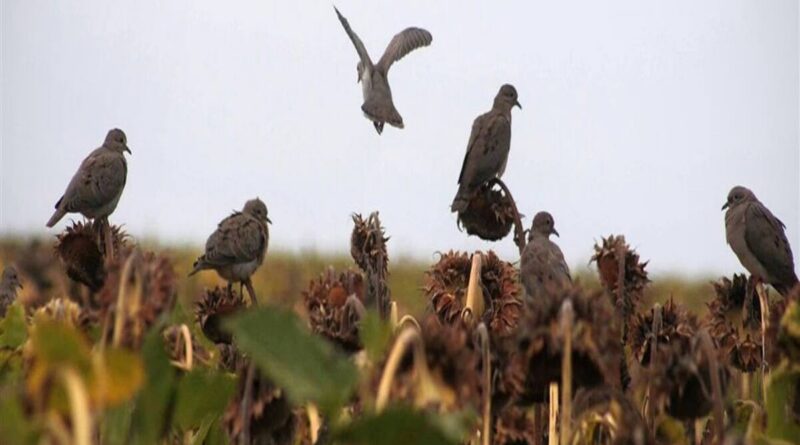 Palomas, Girasol, Chaco