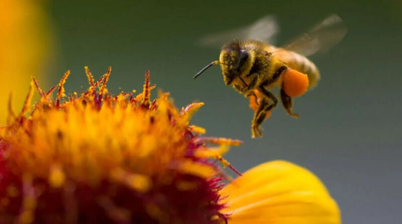 polen, abeja, apicultura