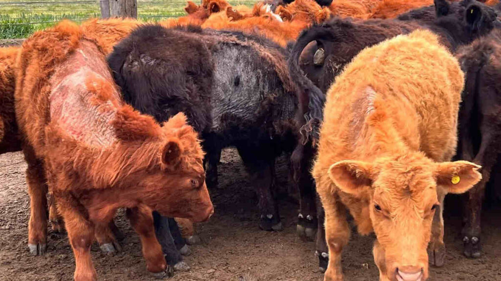 Sarna Bovina, Ganadería