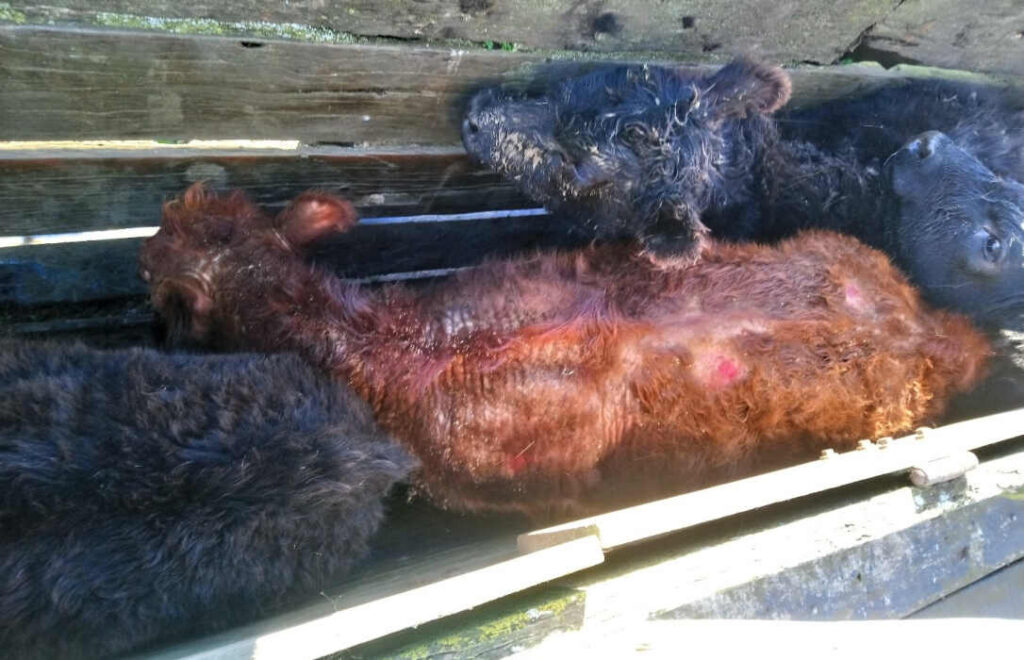 Sarna Bovina, Ganadería