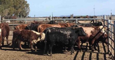 Sarna Bovina, Ganadería