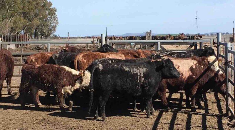 Sarna Bovina, Ganadería