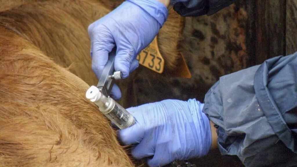 Tuberculosis Bovina, veterinarios