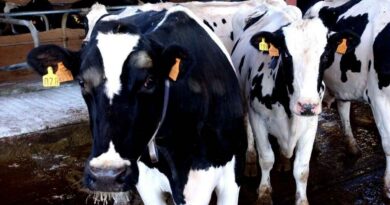 Tuberculosis Bovina, Ganadería, metano bovino