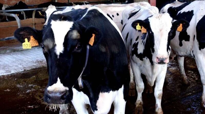 Tuberculosis Bovina, Ganadería, metano bovino