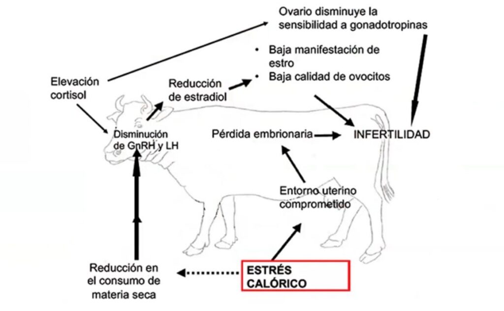 Ganadería, calor, tambos
