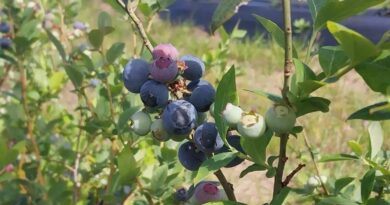 Arándanos, arándano