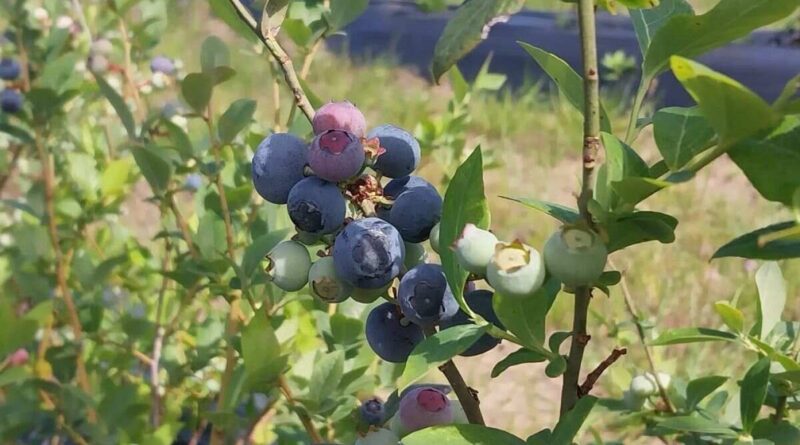 Arándanos, arándano
