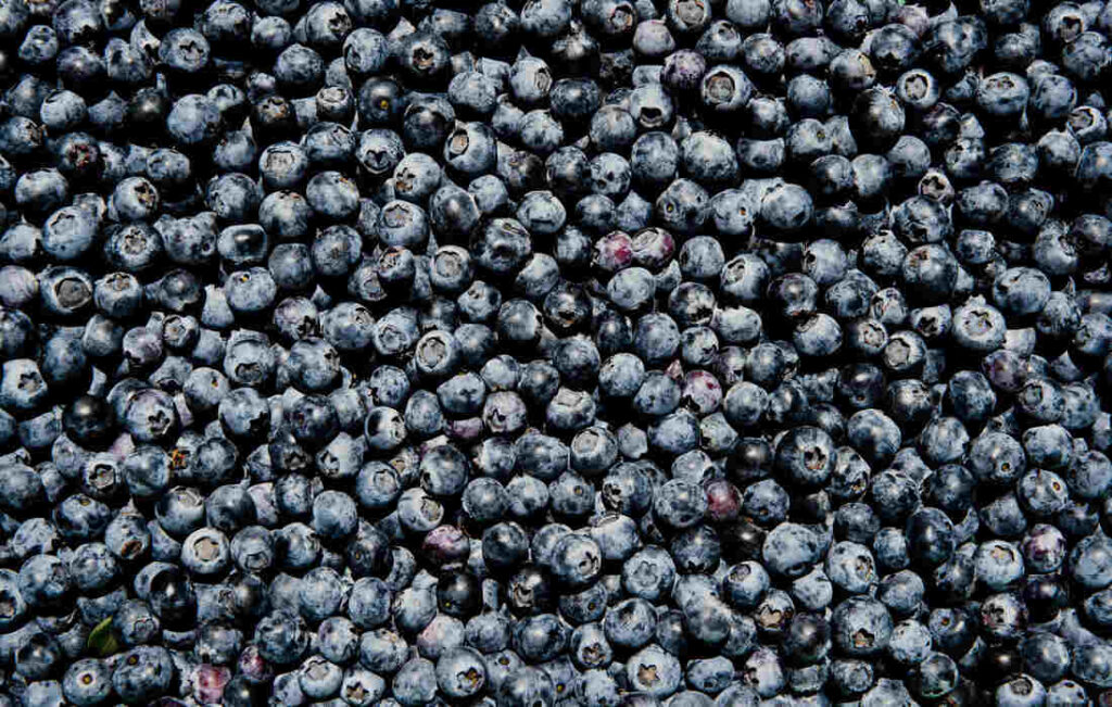 Arándanos, arándano