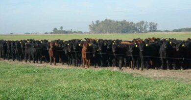 Avena, Ganadería, leptospirosis, invernada