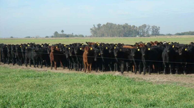 Avena, Ganadería, leptospirosis, invernada