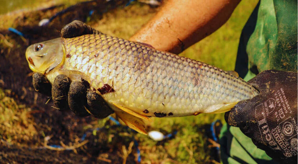 Boga, pescado, pesca, exportaciones pesqueras