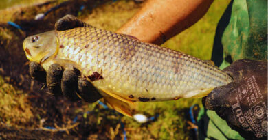 Boga, pescado, pesca