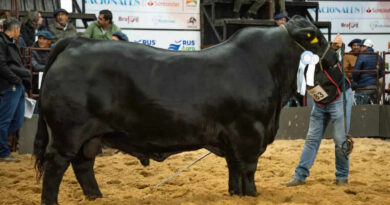 Brangus, Toro, Morocho