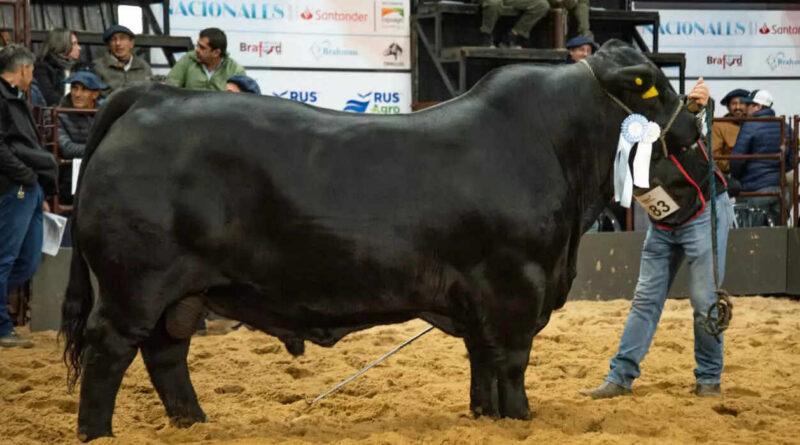 Brangus, Toro, Morocho