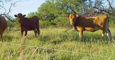 Buffel Grass, Ganadería, San Luis