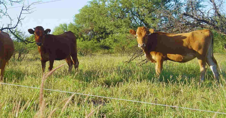 Buffel Grass, Ganadería, San Luis