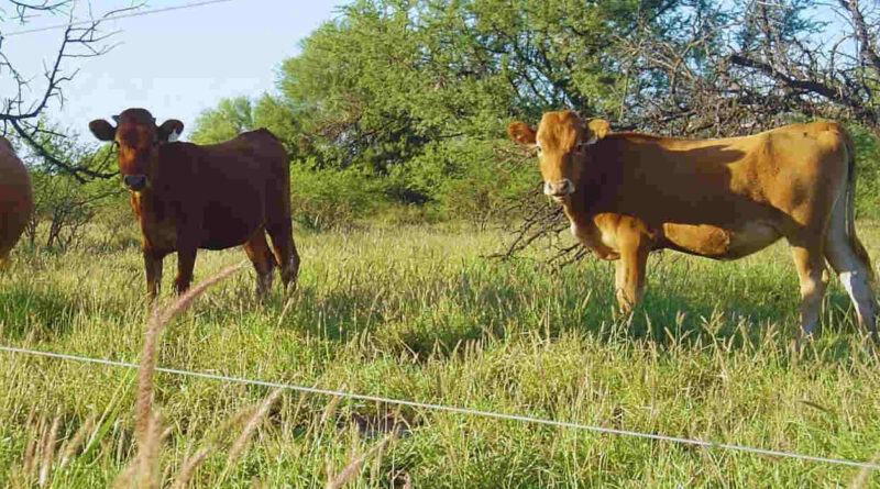 Buffel Grass, Ganadería, San Luis
