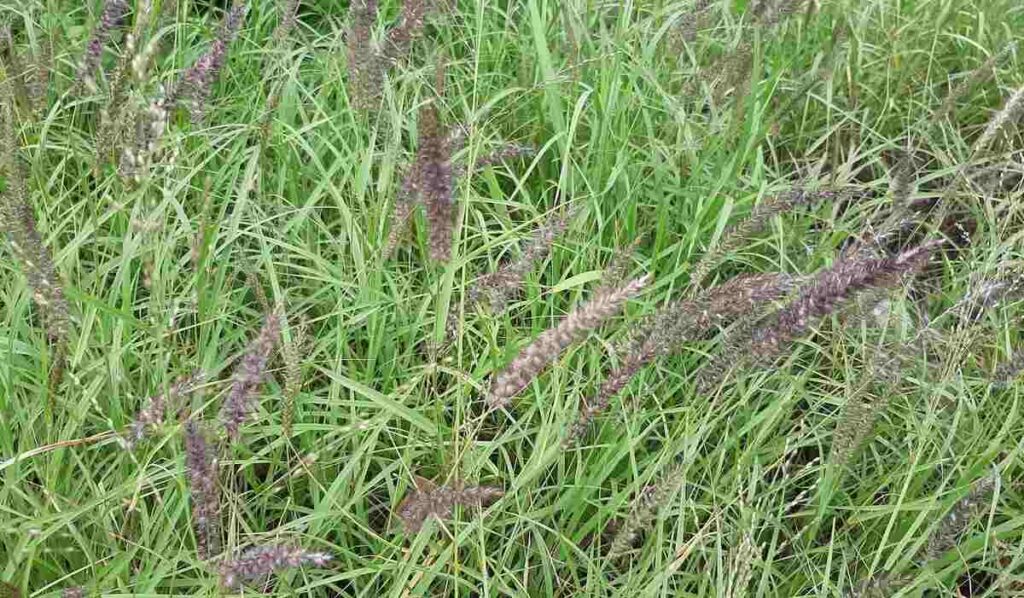 Buffel Grass, Forraje