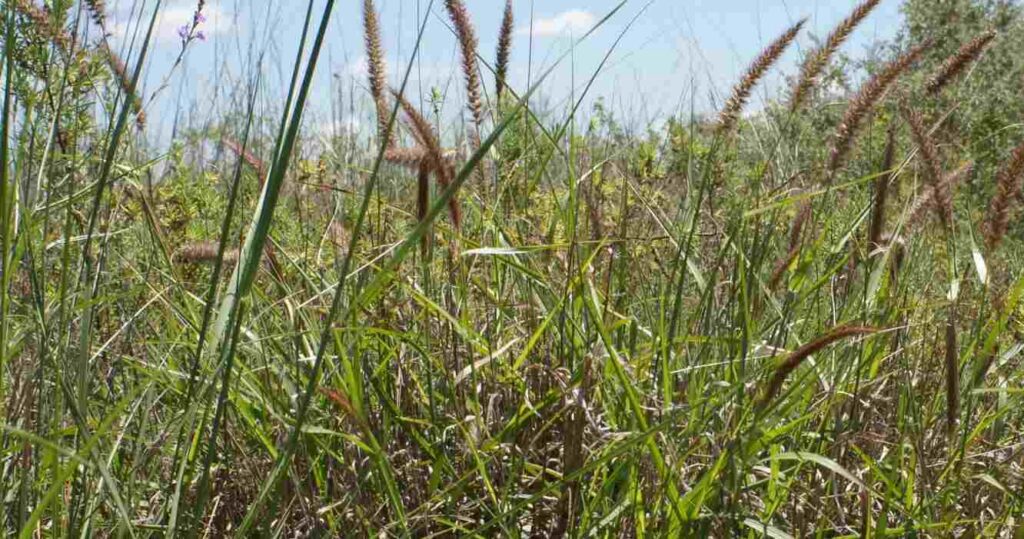 Buffel Grass, Forraje