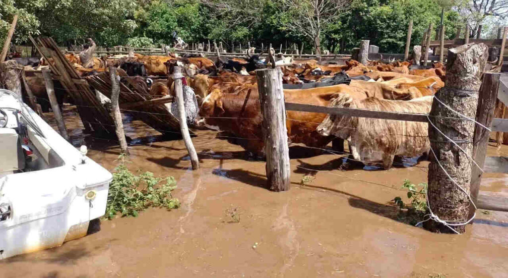 Corrientes, Inundaciones, Ganadería