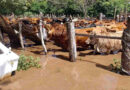 Corrientes, Inundaciones, Ganadería