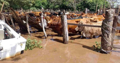 Corrientes, Inundaciones, Ganadería