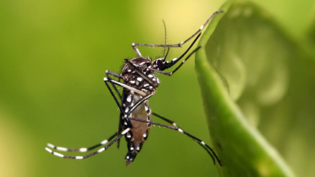 Dengue