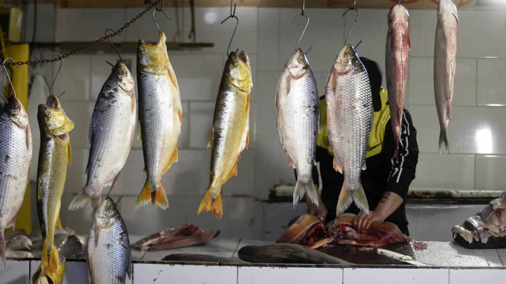 Dorado y Surubí, pesca