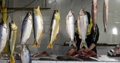 Dorado y Surubí, pesca