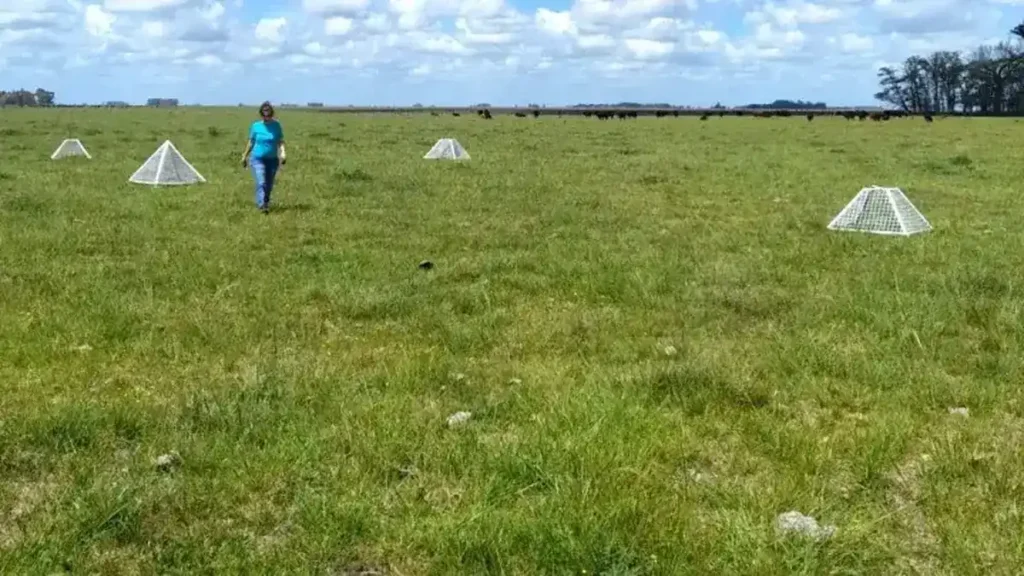 Festuca, Ganadería, Forraje