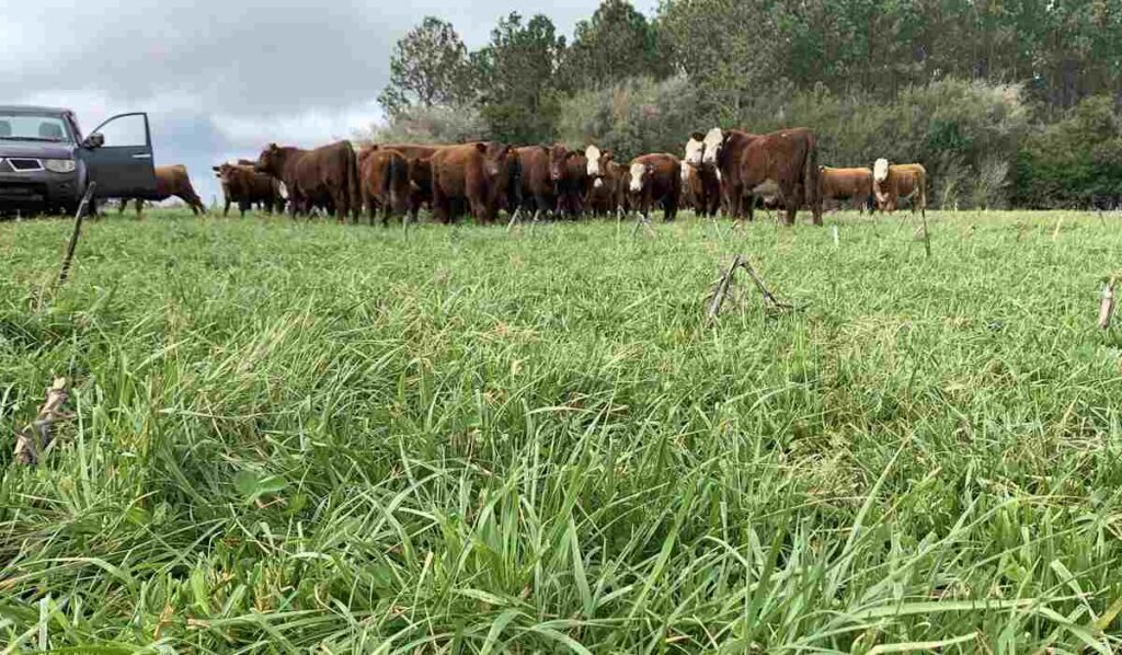 Festuca, Ganadería, Forraje