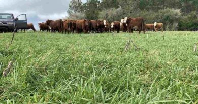 Festuca, Ganadería, Forraje
